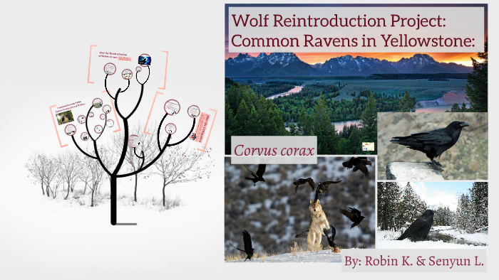 Wolf Reintroduction Project: Common Ravens in Yellowstone by Senyun L ...