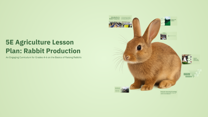 5E Agriculture Lesson Plan: Rabbit Production by Sanesha Thomas on Prezi