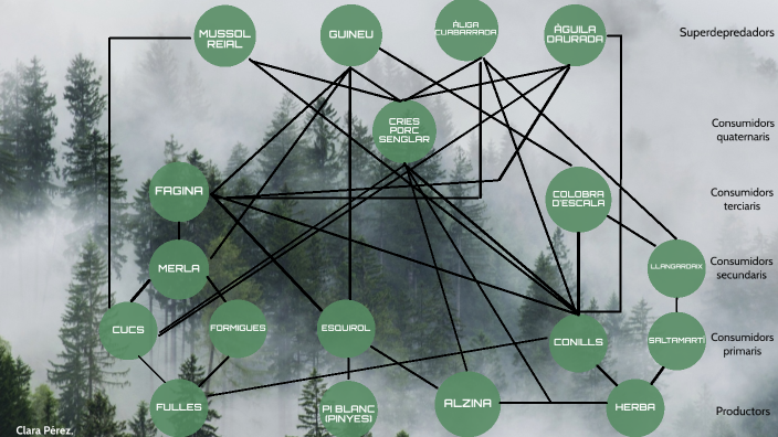 Xarxa tròfica ( Parc Natural de Sant Llorenç del Munt i la Serra de l