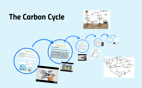 Carbon Cycle by Nguyen Huynh on Prezi