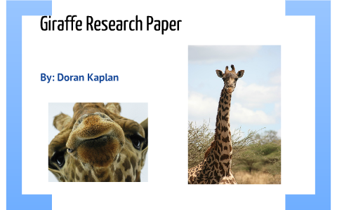 What do masai giraffes eat picture