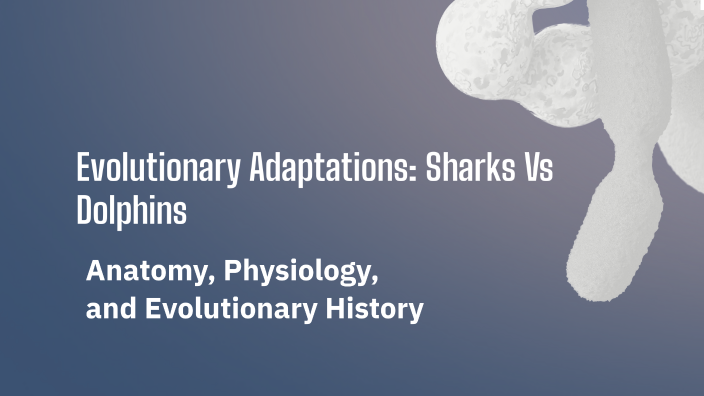 The Surprising Evolutionary Link Between Sharks And Dolphins - a1cxe1q