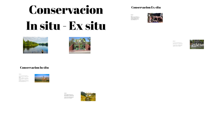 In situ y Ex situ by Bellermay Arce Castro on Prezi