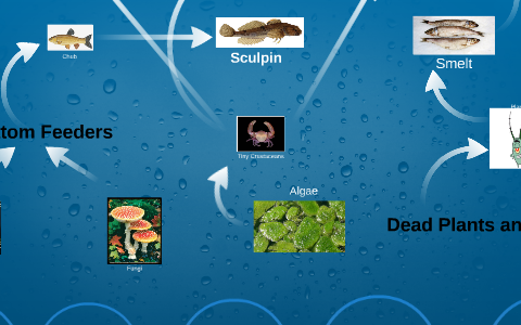 Lake Food Chain