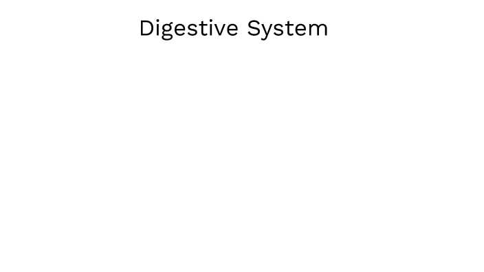 Digestive System by Linas Buivydas