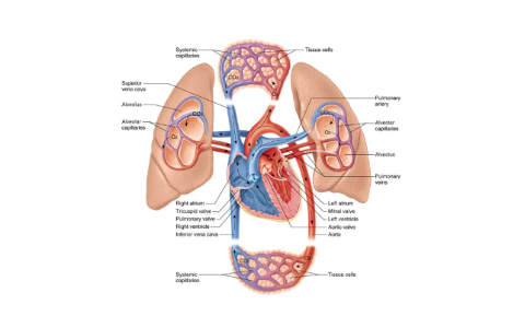 Path Of Blood Through The Heart By Brittany Singleton