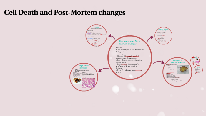 Cell Death and Post Mortem changes by Mariah Tran on Prezi