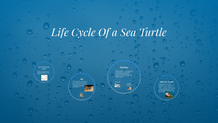 Life Cycle of a Sea Turtle by Dolores Luna on Prezi