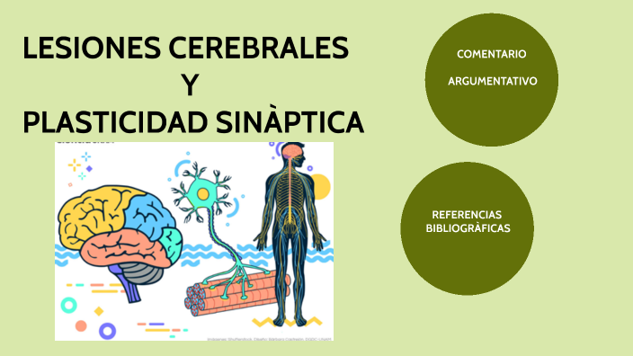 Lesiones cerebrales y plasticidad sináptica by EVELYN CECILIA PAUCAR ...