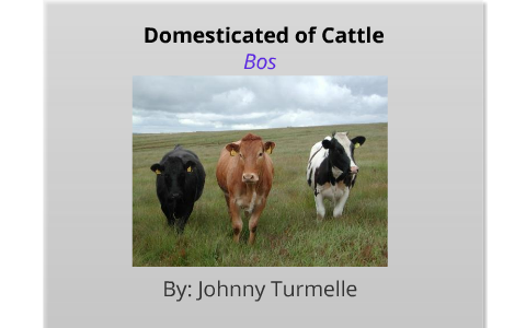 Domestication of Cattle by Joan Turmelle on Prezi