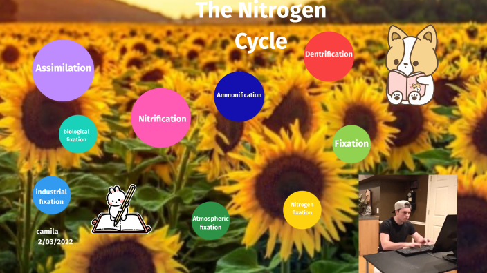Nitrogen cycle by camila rivas on Prezi