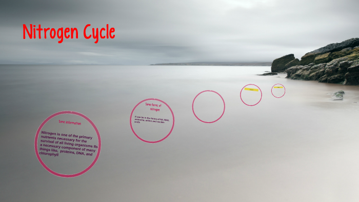Nitrogen Cycle by Michael Knikelbine on Prezi