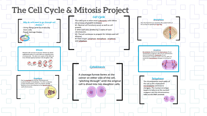 The Cell Cycle & Mitosis Project by Selena Mayorga on Prezi