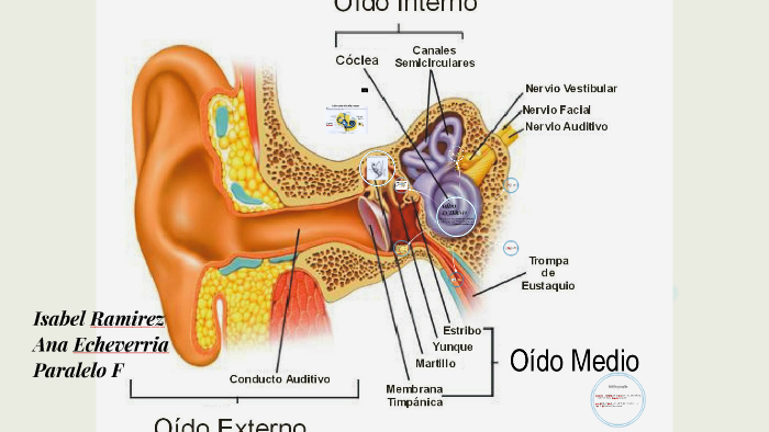 LABERINTO MEMBRANOSO by Ana Echeverria on Prezi