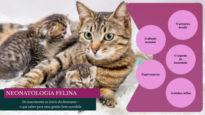 NEONATOLOGIA FELINA by Ana Júlia França on Prezi