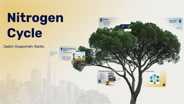 Nitrogen cycle by Jaden Gyapomah-Darko on Prezi
