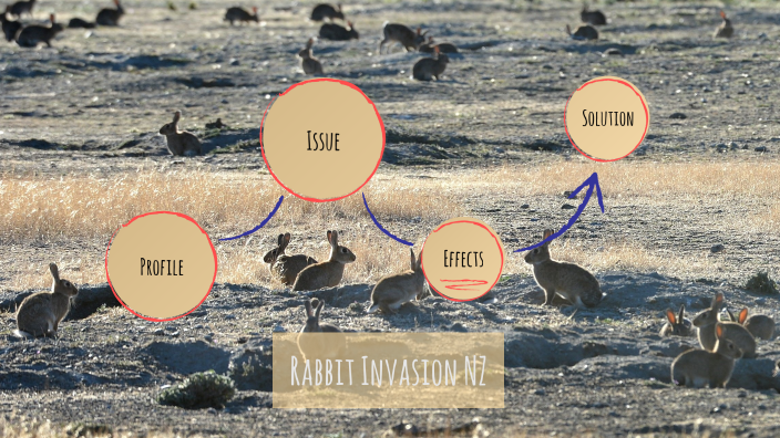 Rabbit Invasion Geo AT1 by Daniel Yang on Prezi