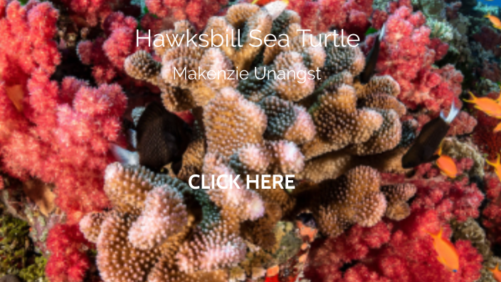 Hawksbill Sea Turtle by Makenzie Unangst on Prezi
