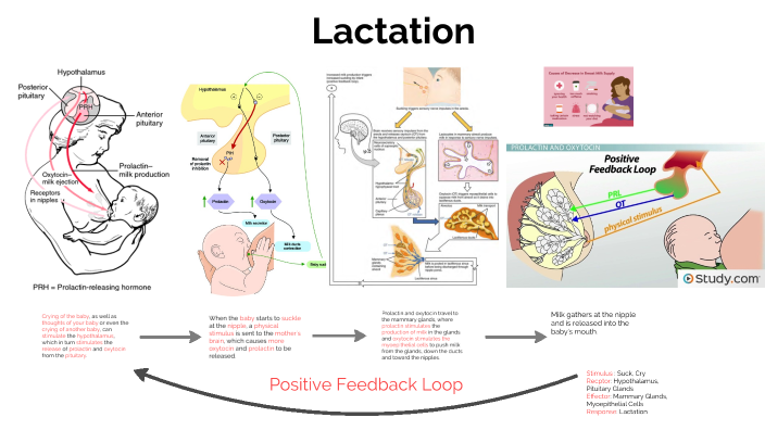 Lactation By On Prezi