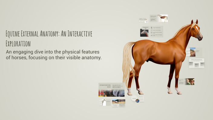 Equine External Anatomy: An Interactive Exploration by annalisa valadez ...