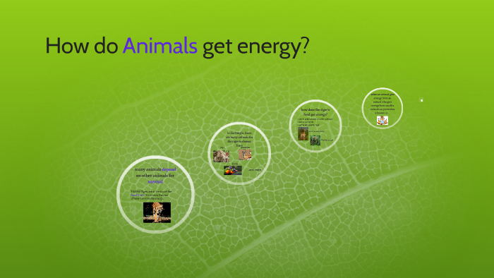 How do Animals get energy? by Tiffany Service on Prezi
