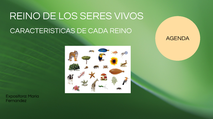 Reino de los Seres Vivos by Maria Belen Fernandez Barahona on Prezi