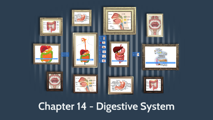 Chapter 14 - Digestive System by Katherine Meraz on Prezi