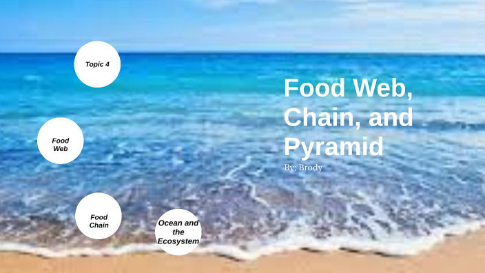 food chain pyramid ecosystems        
        <figure class=