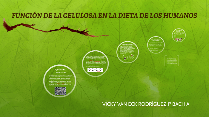 FunciÓn De La Celulosa En La Dieta De Los Humanos By Vicky Rodríguez On Prezi 3231