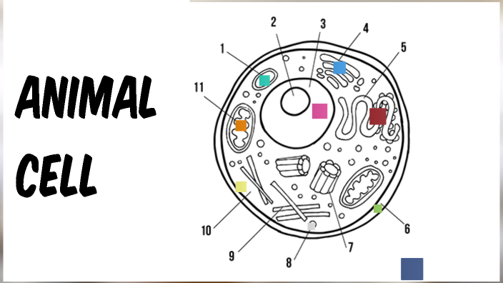 Animal Cell by Charles Jones on Prezi