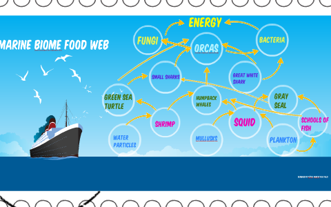 Get Food Chain In The Ocean Biome Gif