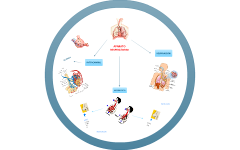 MAPA MENTAL APARATO RESPIRATORIO by Fernando Arroyo on Prezi Next