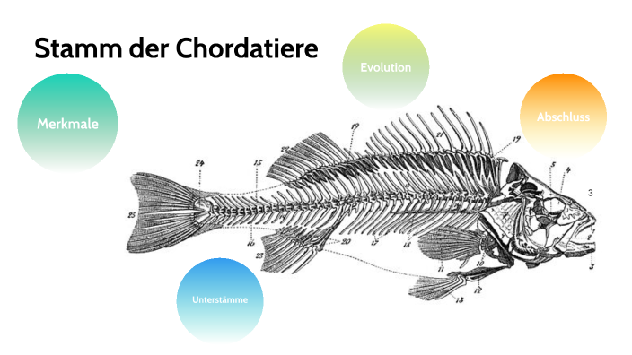 Stamm Der Chordatiere Und Stammbaum Der Wirbeltiere By Benjamin Wehrli stamm-der-chordatiere-und-stammbaum-der-wirbeltiere-by-benjamin-wehrli