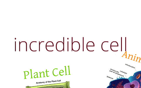 biology cell project amazing cells by Brianna Carlisle on Prezi