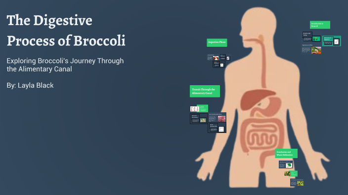 The Digestive Process of Broccoli by Layla Black on Prezi