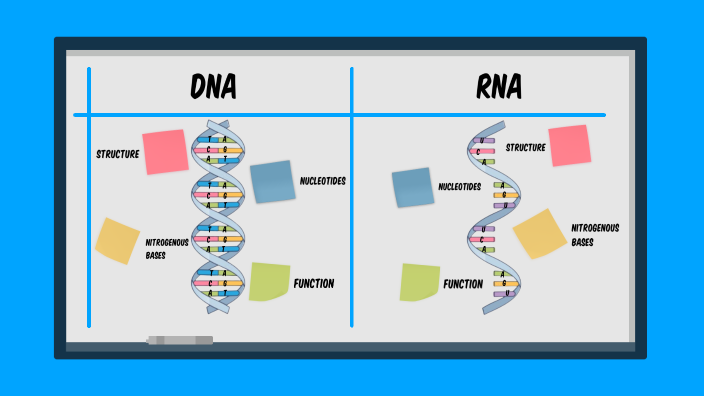 DNA vs RNA by Leen Mobayed on Prezi