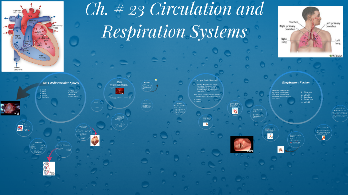 Ch. # 23 Circulation and Respiration Systems by on Prezi