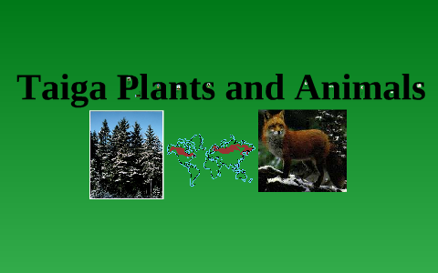 taiga plants and animals