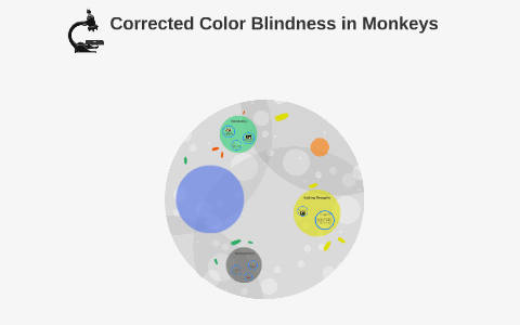 Color Blindness in Monkeys by Savannah Michel