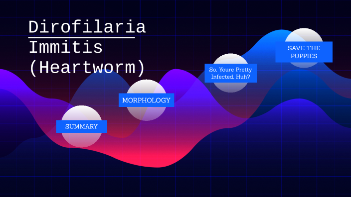 Dirofilaria Immitis by Tori Simmons