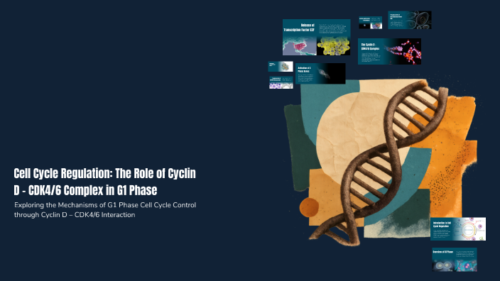 Cell Cycle Regulation: The Role of Cyclin D – CDK4/6 Complex in G1 ...