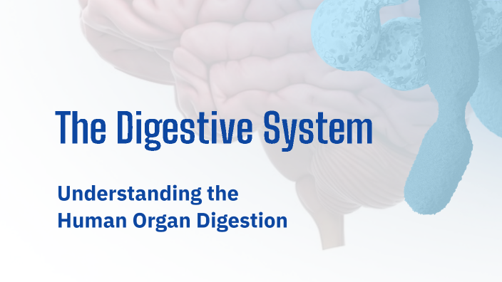 The Digestive System by Juli Aja on Prezi