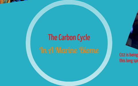 The Carbon Cycle by Kelly Pudroski on Prezi