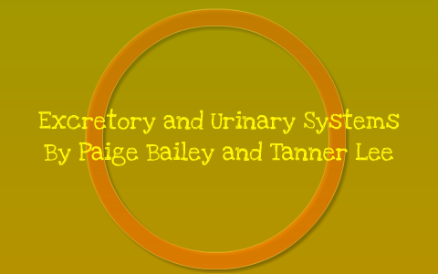 Excretory and Urinary Systems by Paige Bailey on Prezi