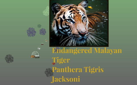 Endangered Malayan Tiger by wahida Gh-Sakhi