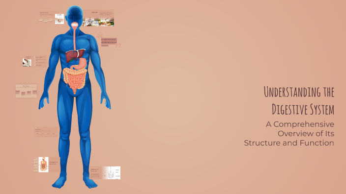 Understanding the Digestive System by Rosa Mejia Rodriguez on Prezi