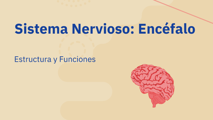 Sistema Nervioso: Encéfalo by Anahi Soto on Prezi