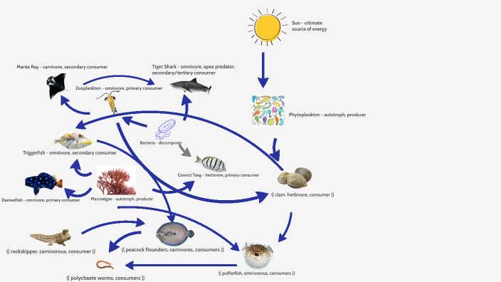 Ecosystem Food Web Project by Imani Bell on Prezi