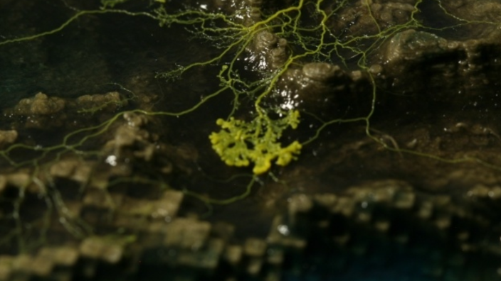 Slime Dynamics. Generation Mutation and the Creep of Life by Ivan ...