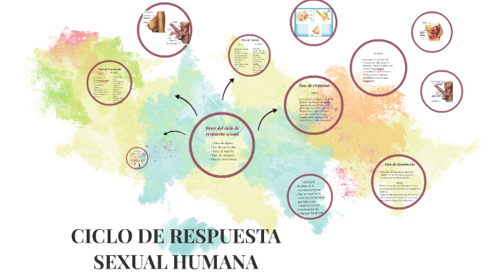 Ciclo De Respuesta Sexual Humana By Elda Magaly Maza Gómez 5110